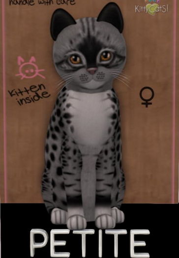 KittyCatS Box - PETITE bandit female new born kitten