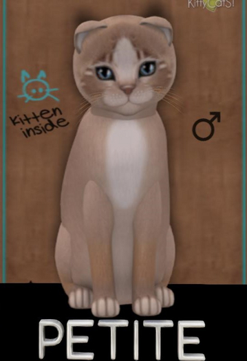 KittyCatS Box - PETITE mocha male New Born Kitten