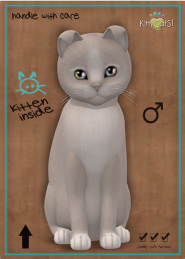KittyCatS Box - New Born Kitten