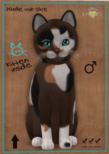 KittyCatS Box - New Born Kitten