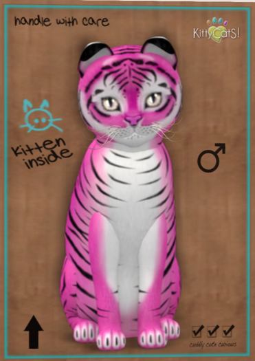 KittyCatS Box - New Born Kitten