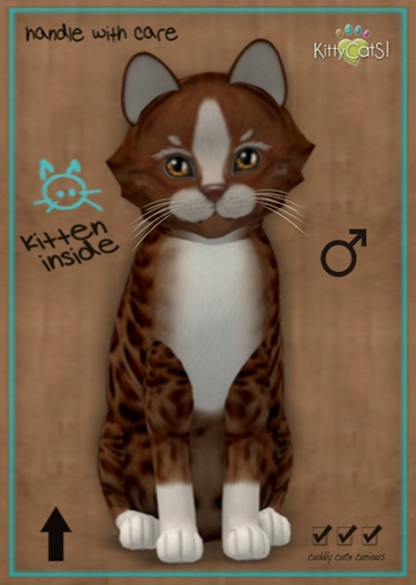 MEGAPUSS FLOOFY: KittyCatS Box - Genesis - Ginger II - MegaPuss Floofy