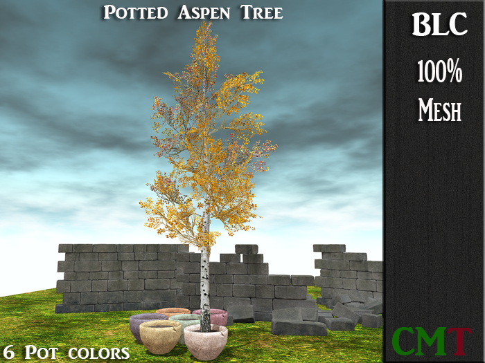 BLC  Potted Aspen Tree