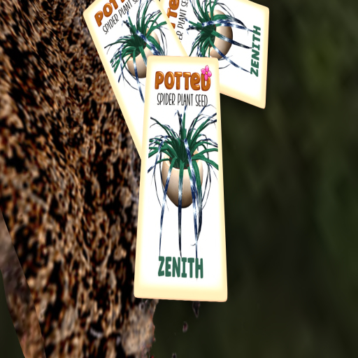 Potted: Spider Plant Seed: Zenith