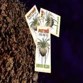 Potted: Spider Plant Seed: Bayou Bliss