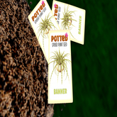 Potted: Spider Plant Seed: Banner