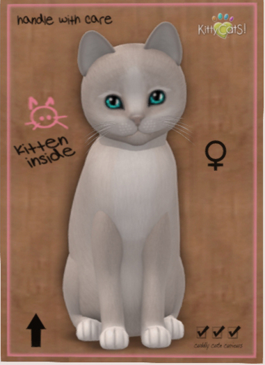 KittyCatS Box - New Born Kitten