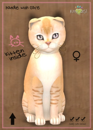 MEGAPUSS: KittyCatS Box - Burmilla - Red Silver Shaded - MegaPuss