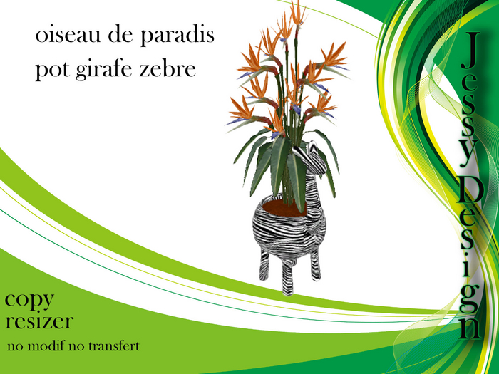 plante zebre