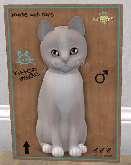 KittyCatS Box - New Born Kitten