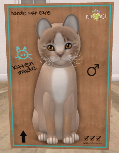 KittyCatS Box - New Born Kitten