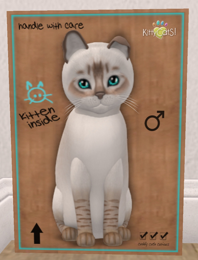 KittyCatS Box - New Born Kitten