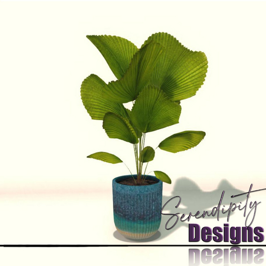 Serendipity Designs - Potted Licuala Palm