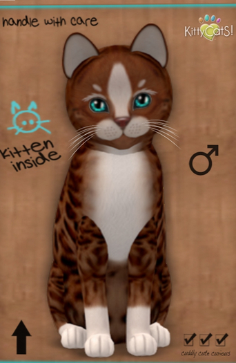 KittyCatS Box - New Born Kitten