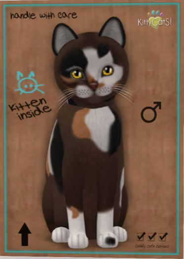 KittyCatS Box - New Born Kitten
