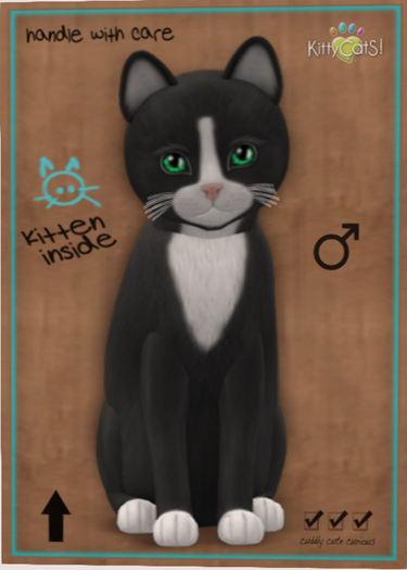 KittyCatS Box - New Born Kitten