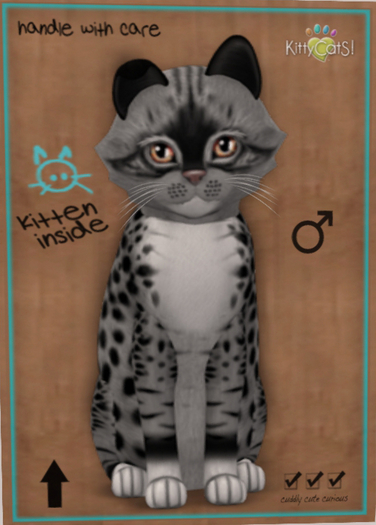 KittyCatS Box - New Born Kitten