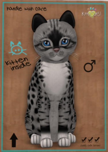 KittyCatS Box - New Born Kitten