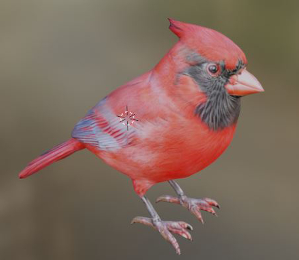 small cardinal