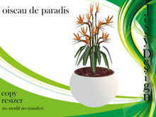 oiseau de paradis