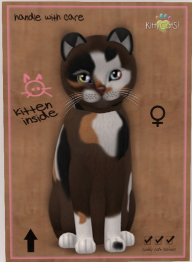 KittyCatS Box - New Born Kitten