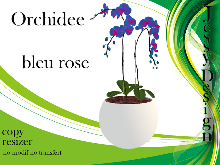 bleu rose orchidee