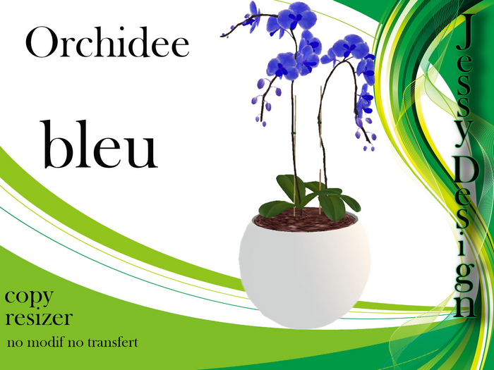 bleu orchidee
