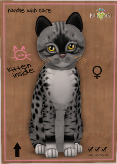 KittyCatS Box - New Born Kitten