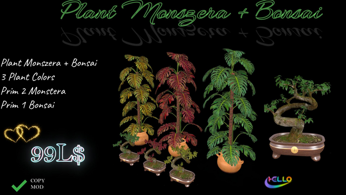 Plant Monstera + Bonsai