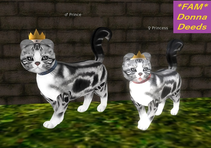 Kittycats - Prince AND Princes