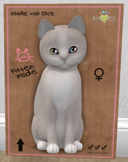 KittyCatS Box - New Born Kitten