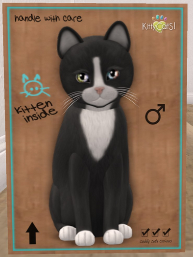 KittyCatS Box - New Born Kitten