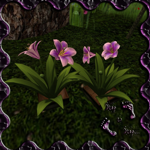 :StS: Lirios Morado SET