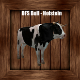 DFS Bull - Holstein
