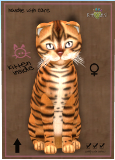 KittyCatS Box - Toyger - Caramel