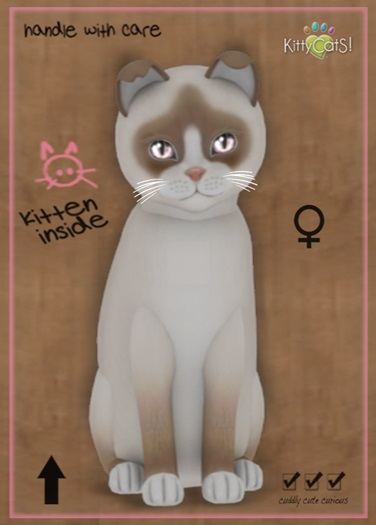 MEGAPUSS: KittyCatS Box - Snowshoe - Cream - MegaPuss