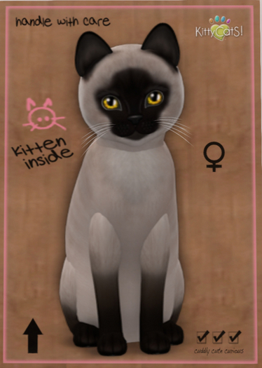 KittyCatS Box - New Born Kitten