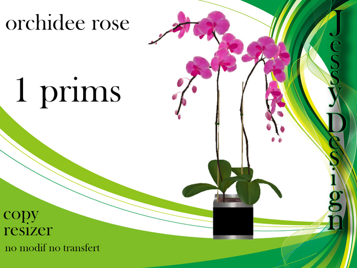  orchidee rose