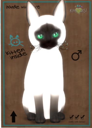 KittyCatS Box - Siamese - Chocolate -BunBun