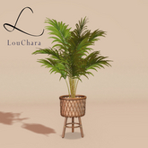 LouChara Dahlia Potted Plant 