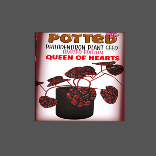 Potted: Philodendron Plant Seed: LE Queen of Hearts