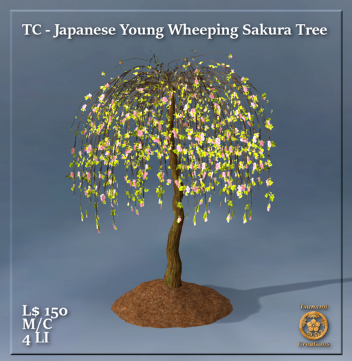 TC - Young Weeping Sakura Tree 