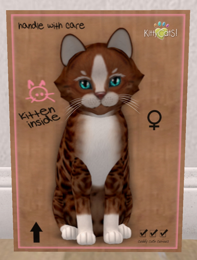 KittyCatS Box - New Born Kitten
