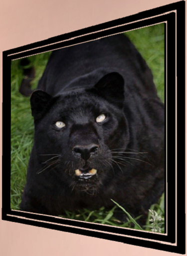 Black panther
