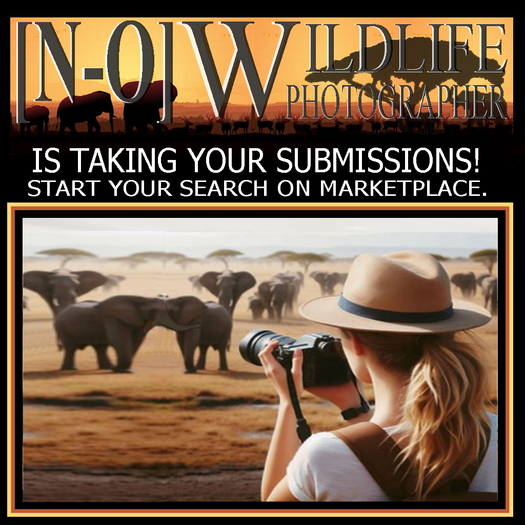 [N-O]Grid Wide Wildlife Photographer Game