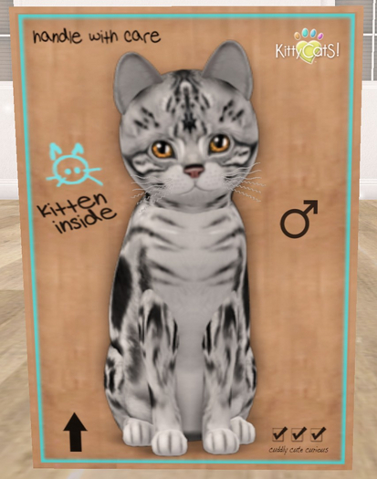 KittyCatS Box - New Born Kitten