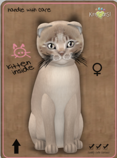 KittyCatS Box - Genesis - Mocha - Megapuss - Female