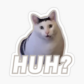 TikTok Gestures | huh? cat