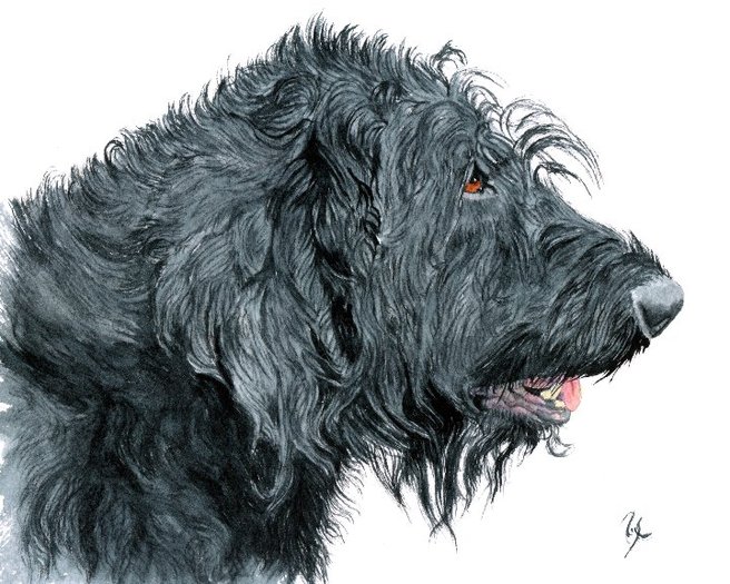 Black Labradoodle