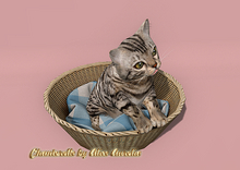 06-Mutresse-Curious-Shortie Cats